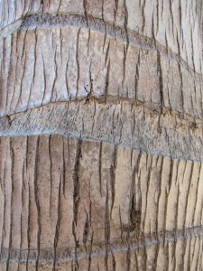 PALM TRUNK STRADBROKE iSLAND PALM TRUNK STRADBROKE iSLAND
